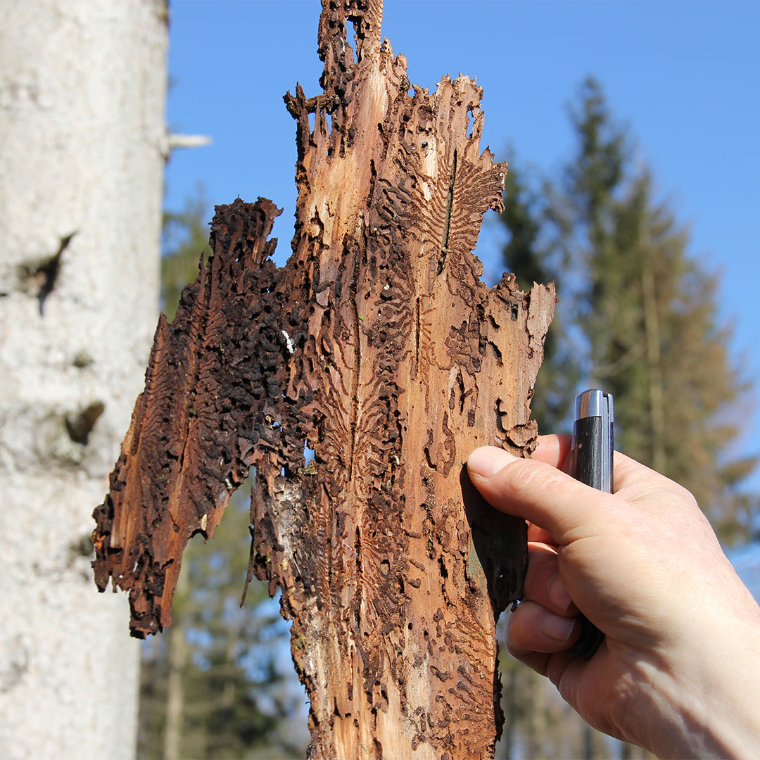Ansicht Baumrinde nach Borkenkäferbefall Aktion Aufforsten im Elm Ansicht Baumrinde nach Borkenkäferbefall