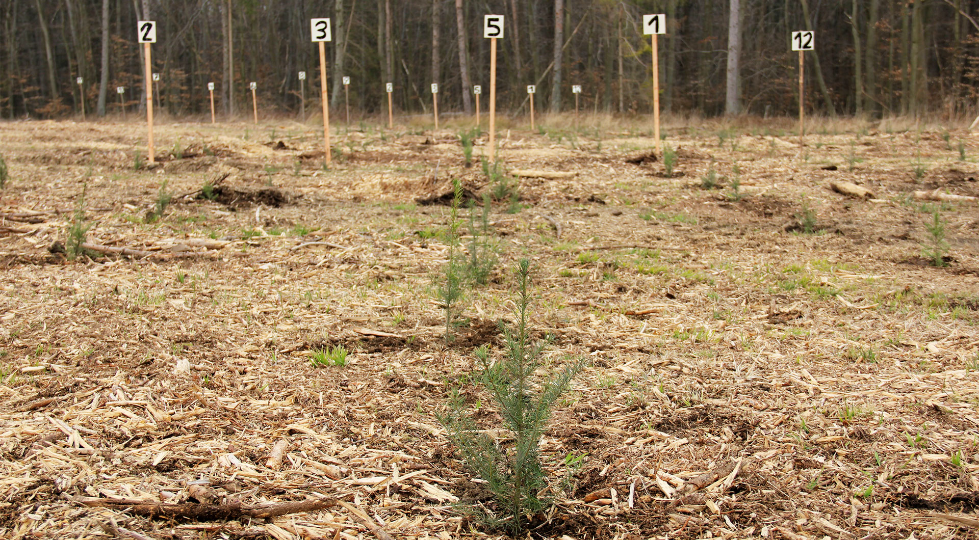 Frisch gepflanzte Bäume zeigen das Ergebnis der Aktion Aufforsten im Elm